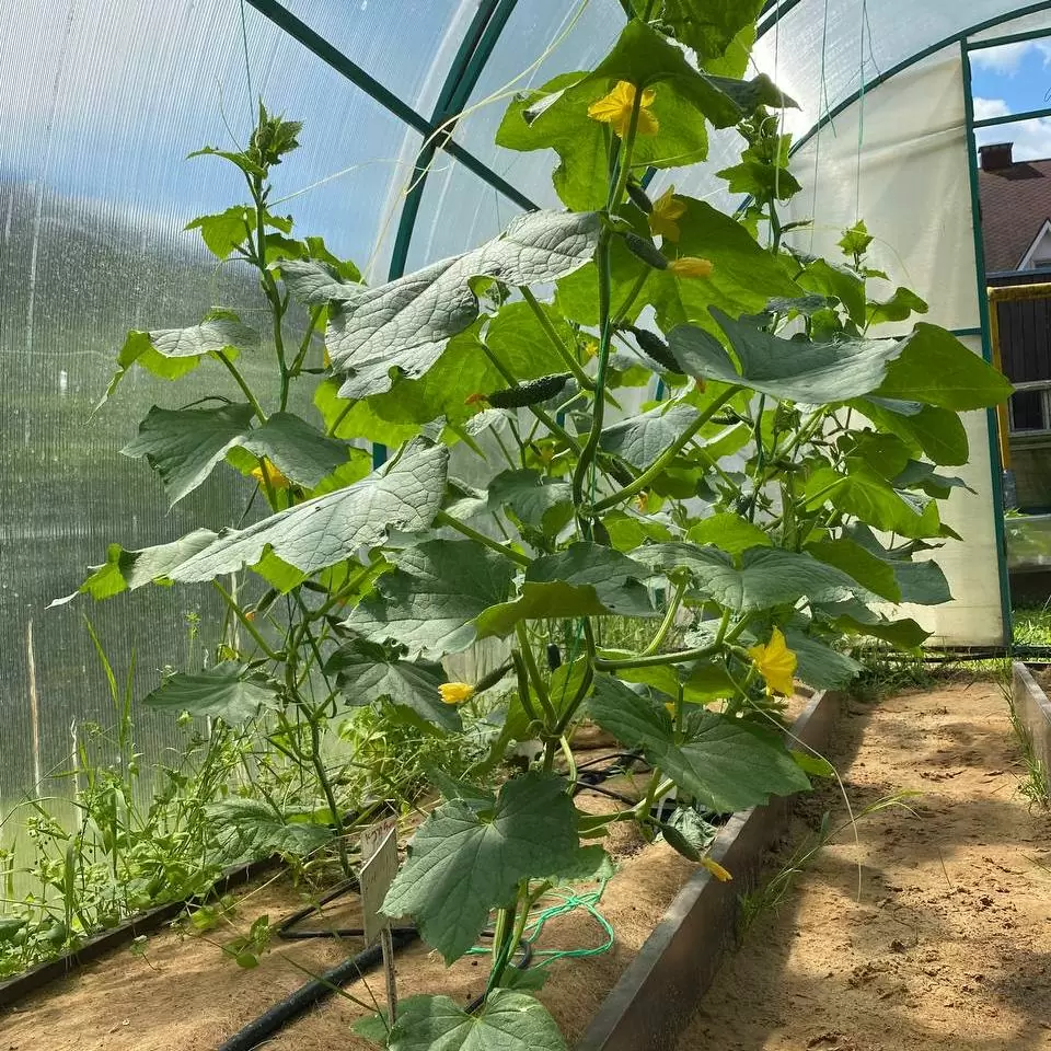 Чем подкормить огурцы в теплице из поликарбоната Чем подкормить огурцы в теплице из поликарбоната