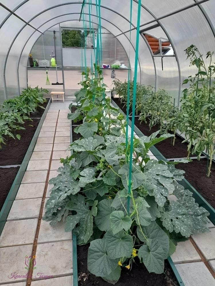 IMG_1801.JPG IMG_1801.JPG